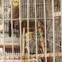 عروس هلندی