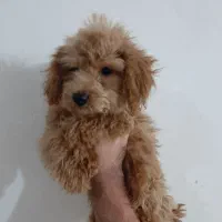 سگ پودل|سگ|مشهد, چهارچشمه|دیوار