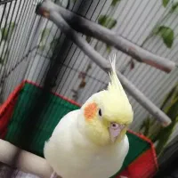 پرنده ام گم شده