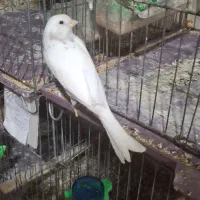 مولد و پرستار