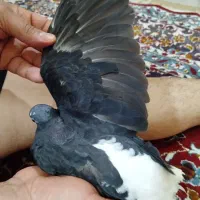 اشعل|پرنده|اهواز, الصافی|دیوار