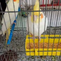 عروس هلندی دستی