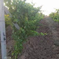 فروش اب چاه عمیق نیم ساعت
