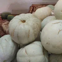 کدو تنبل و تخمه کدو درجه یک|خوردنی و آشامیدنی|ایلخچی, |دیوار