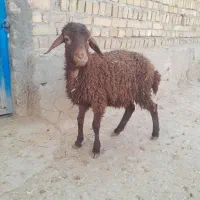 بره‌ماده