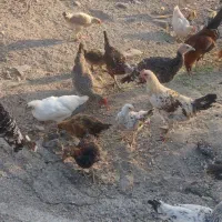 مرغ و خروس و بوقلمون محلی