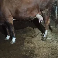 گاو وگوساله نر  گاو 3شکم 10کیلو شیر|حیوانات مزرعه|خاو و میرآباد, |دیوار