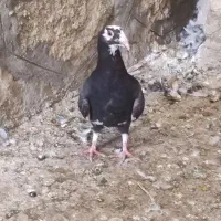 3 عدد کفتر|پرنده|چناران, |دیوار
