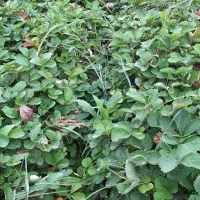 نهال سابرینا درجه ۱|عمدهفروشی|خان ببین, |دیوار