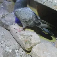 کبوتر