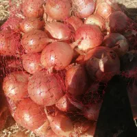 پیاز خوراکی اصل نیشابور|خوردنی و آشامیدنی|تهران, هلال احمر|دیوار