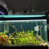 اکواریم پلنت زیبا خاص