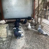 نرسوراخ