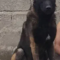 واگذاری توله مالینویز|سگ|کرمان, |دیوار