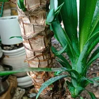 گلهای زیبا واسه مامانای خوشگلمون|گل و گیاه طبیعی|نیشابور, کشتارگاه|دیوار