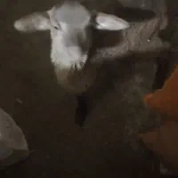 بره نر شیری|حیوانات مزرعه|آستارا, |دیوار