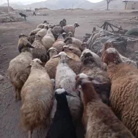 گوسفند میش و بره|حیوانات مزرعه|موچش, |دیوار