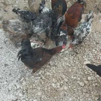تعدادی مرغ و خروس به فروش می رسد