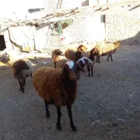 گوسفندشیشک|حیوانات مزرعه|سرولایت, |دیوار