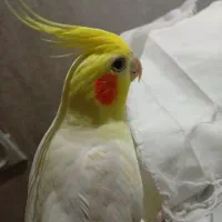 عروس هلندی نر سخنگو لوتینو|پرنده|مشهد, شیرودی|دیوار