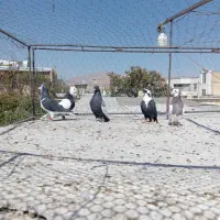 پنج تا بهبهونی دست اولی زرنگ