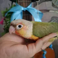 گرنیچک اناناسی اکستریم رد