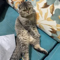 گربه اسکاتیش