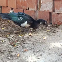 اسرائیلی درجه یک|حیوانات مزرعه|گمیشان, |دیوار