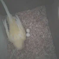 چند جفت مرغ عشق روی تخم