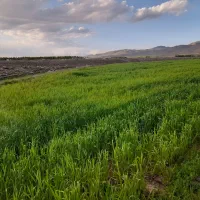 زمین-زراعی-وباغی