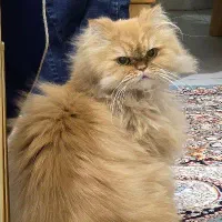 گربه پرشین عقیم شده