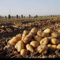 سیب زمینی یک