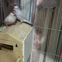 فنچ