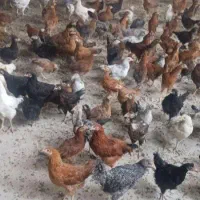 نیمچه مرغ ۴ ماهه