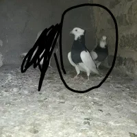 اگزوز فن یا فن تهویه هوا و کفتر طوقی هفترنگ|پنکه و تصفیه‌کنندهٔ هوا|مشهد, شهید قربانی|دیوار