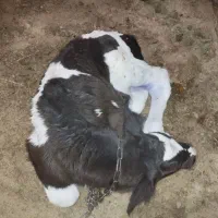 گاو تک شیر وآبستن وگوساله شیری