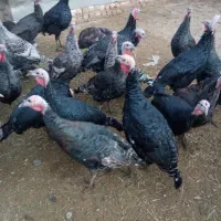 بوقلمون نر و ماده|حیوانات مزرعه|کنگاور, |دیوار