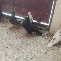 پرنده کفتر پرشی