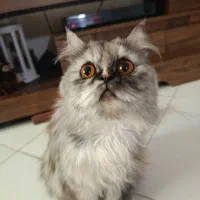 فروش پرشین|گربه|اصفهان, سعادتآباد|دیوار