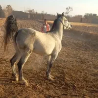 اسب مادیون با زین و دهنه
