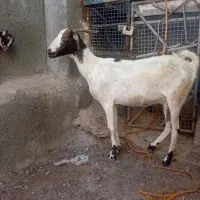بز شیری با کهره نر