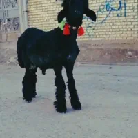 بره میش قوچ بز بیگ