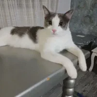 واگذاری گربه رایگان