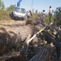 خرید چوب|خدمات باغبانی و درختکاری|ارومیه, |دیوار