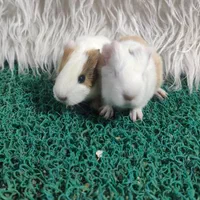 خوکچه هندی موکوتاه|موش و خرگوش|تهران, مهران (سیدخندان)|دیوار