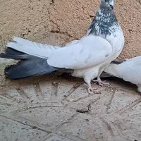 کله‌دم‌سبز