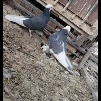 کبوتر پرشی|پرنده|شهر بابک, |دیوار