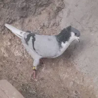 ریش سبز کاکل دم سفیدنر