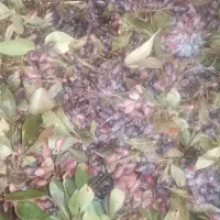 زرشک کوهی تازه|خوردنی و آشامیدنی|شیراز, حجت آباد|دیوار