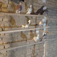 کبوتر
